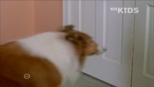 Lassie 1. Évad 19. Epizód online sorozat